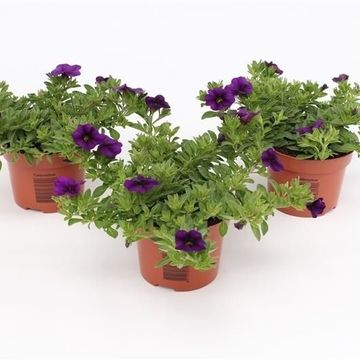 Calibrachoa MINIFAMOUS DARK BLUE
