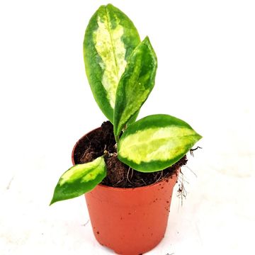 Hoya incrassata 'Variegata'