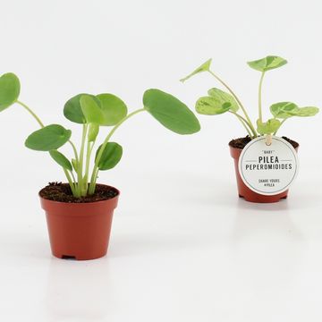 Pilea peperomioides MIX