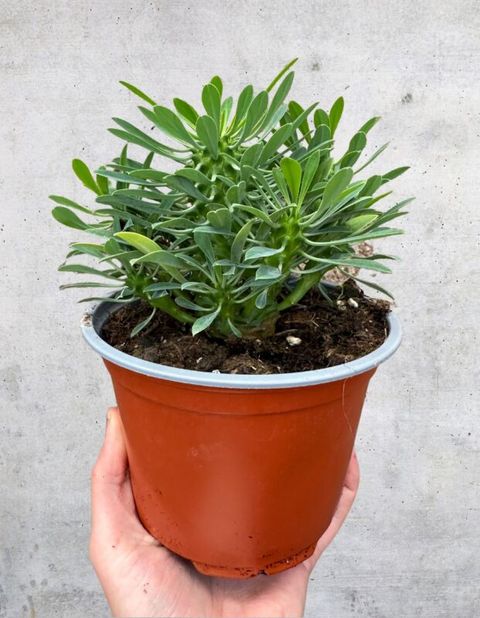 Euphorbia 'Sotetsu-kirin'
