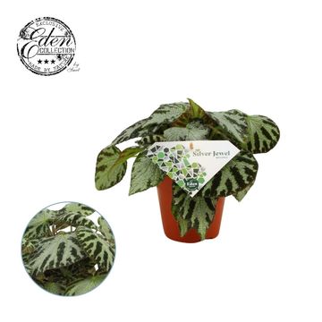 Begonia 'Silver Jewel'