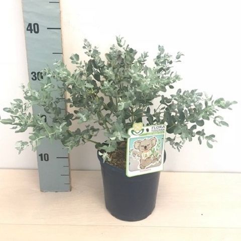 Eucalyptus gunnii (Flora Toscana)