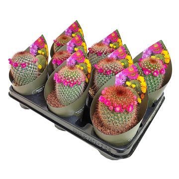 Mammillaria spinosissima rubrispina