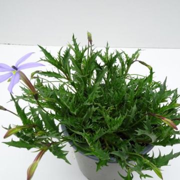 Isotoma axillaris