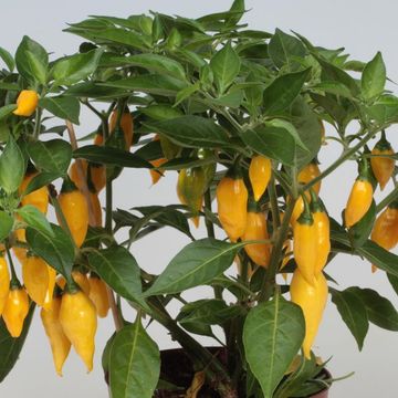 Capsicum chinense 'Citron'