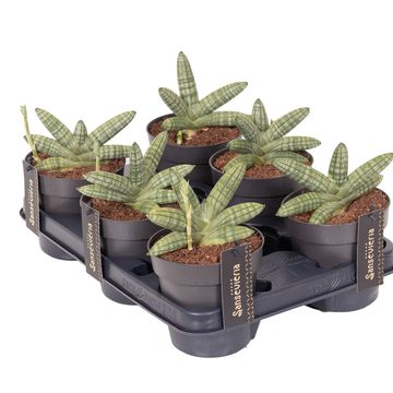 Sansevieria 'Inti Mini No.5'