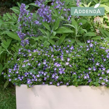 Campanula poscharskyana ADANSA PURPLE
