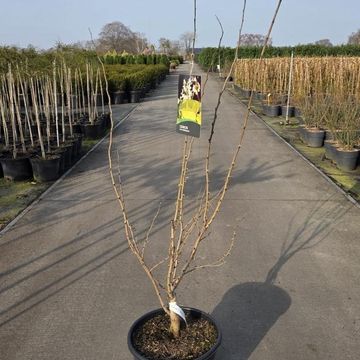 Cercis chinensis 'Shirobana'