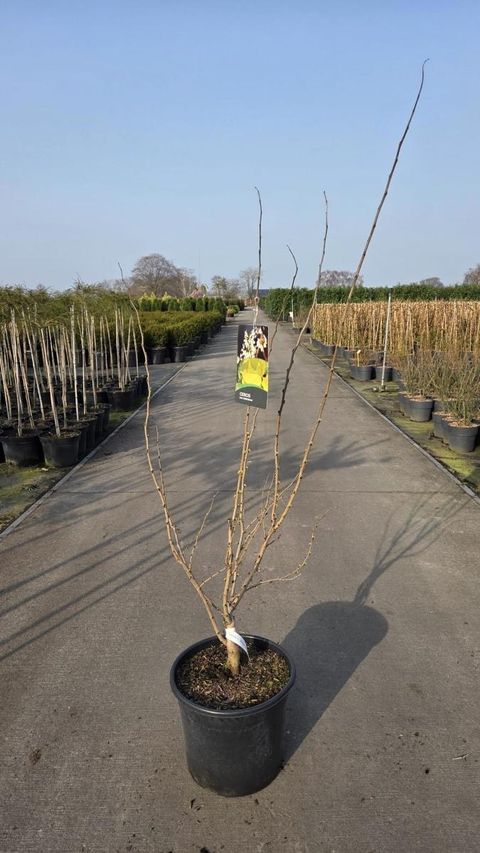 Cercis chinensis 'Shirobana'