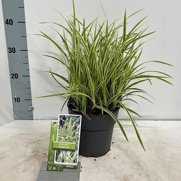 Carex morrowii 'Goldband'