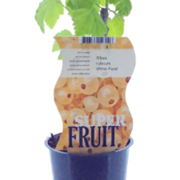 Ribes rubrum 'Witte Parel'