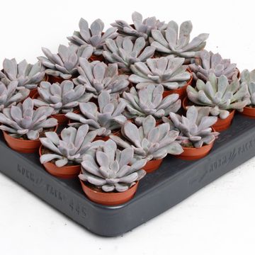 Echeveria 'Monica'