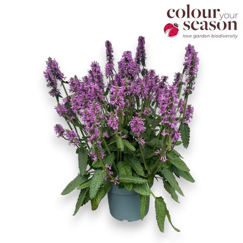 Stachys officinalis 'Summer Grapes'