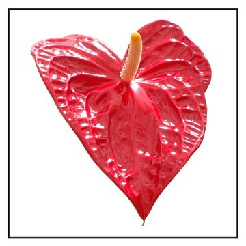 Anthurium DAKOTA