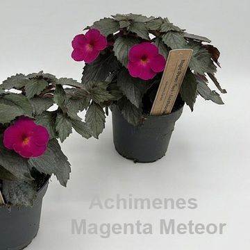 Achimenes 'Magenta Meteor'