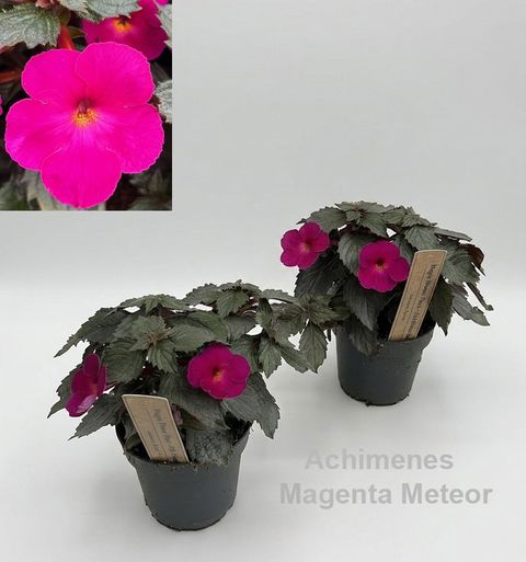 Achimenes 'Magenta Meteor'