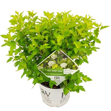 Physocarpus opulifolius TINY WINE GOLD