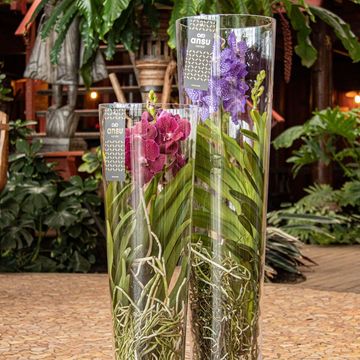 Vanda LISANNE PURPLE