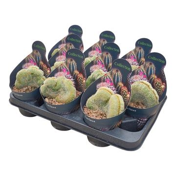 Notocactus leninghausii cristata