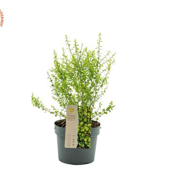Pittosporum tenuifolium 'Donovan Gold'