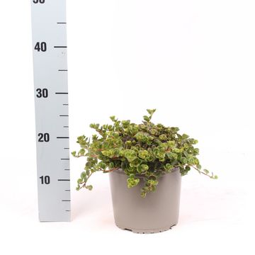 Sedum makinoi