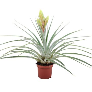 Tillandsia flavobracteata