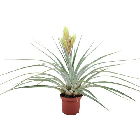 Tillandsia flavobracteata