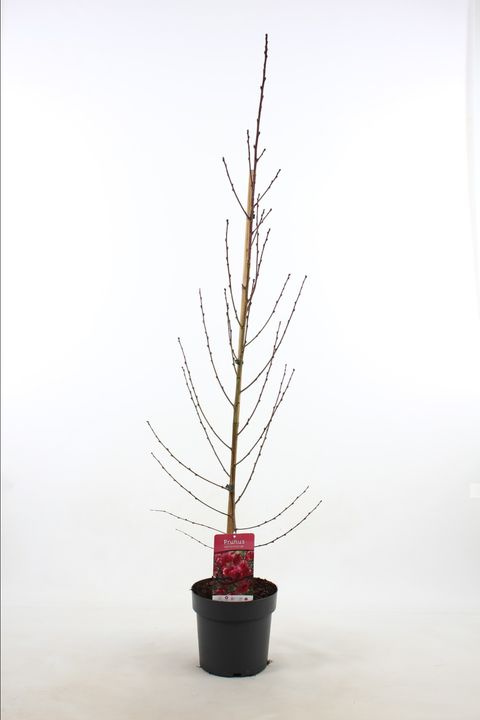 Prunus persica TAOFLORA RED