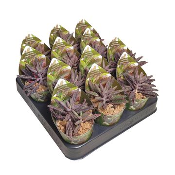 Kalanchoe daigremontiana