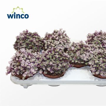 Tradescantia fluminensis