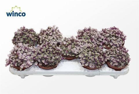 Tradescantia fluminensis