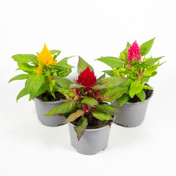 Celosia PLUMOSA MIX