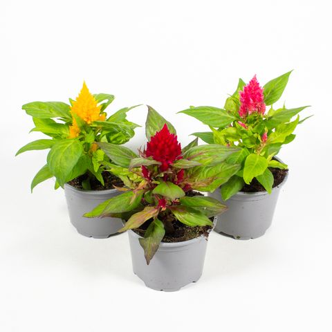 Celosia PLUMOSA MIX