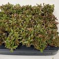 Crassula radicans
