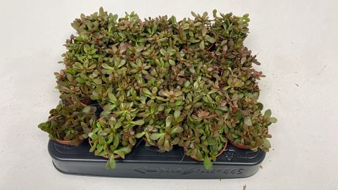 Crassula radicans