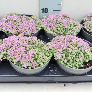 Thymus praecox 'Minor'