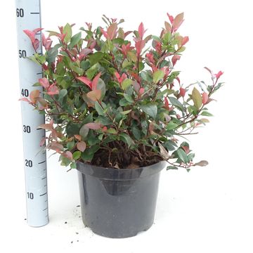 Photinia x fraseri 'Little Red Robin'