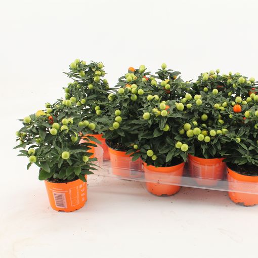Solanum pseudocapsicum 'Jupiter' (Knaap, Kwekerij Jan van der)