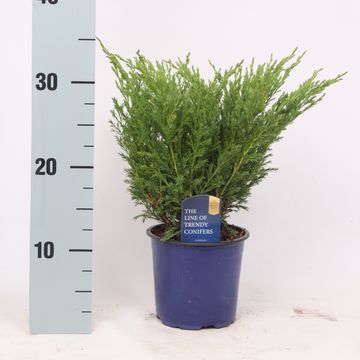 Juniperus horizontalis 'Andorra Compact'