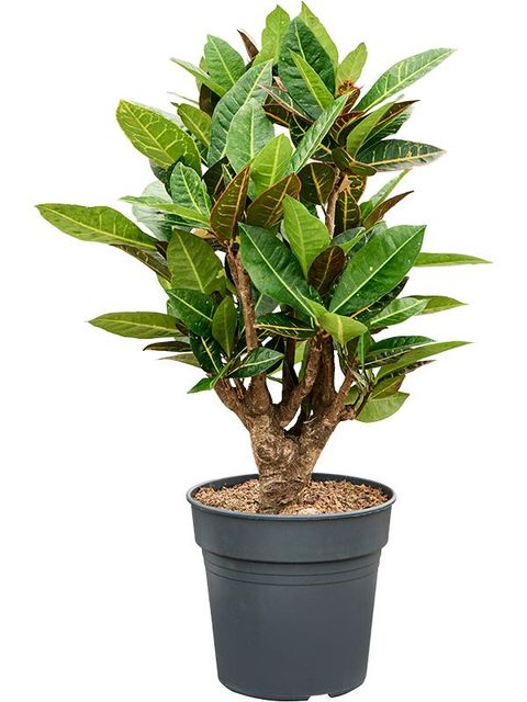 Codiaeum variegatum 'Petra'