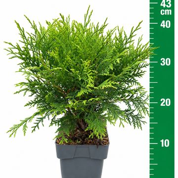 Thuja occidentalis 'Woodwardii'