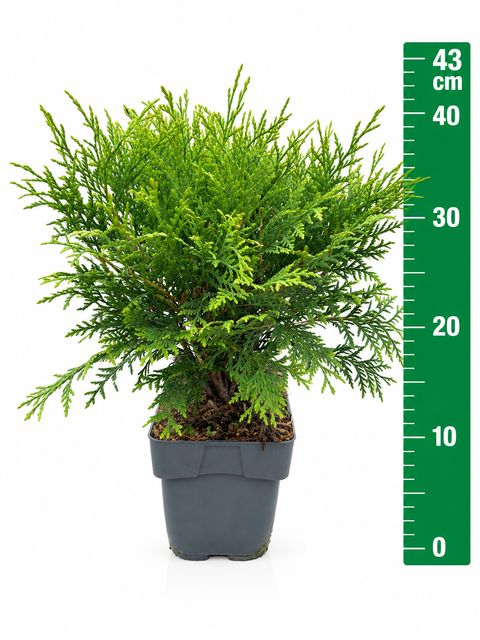 Thuja occidentalis 'Woodwardii'