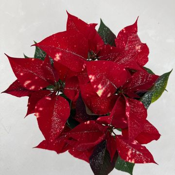 Euphorbia pulcherrima FANTASY STAR RED