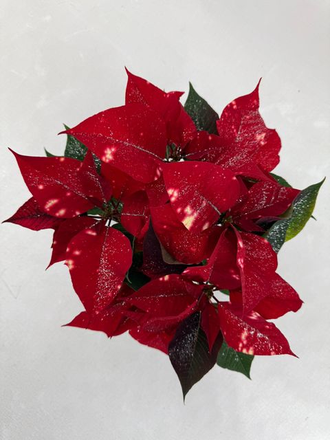 Euphorbia pulcherrima FANTASY STAR RED