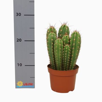 Neocardenasia herzogiana