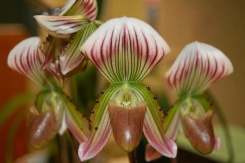 Paphiopedilum thailandense