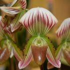 Paphiopedilum thailandense