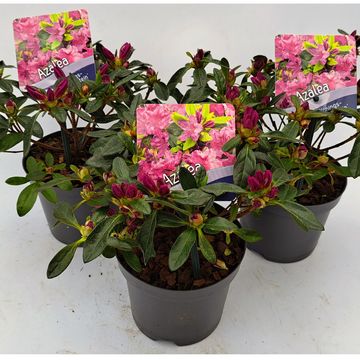 Rhododendron 'Königstein' (AJ)