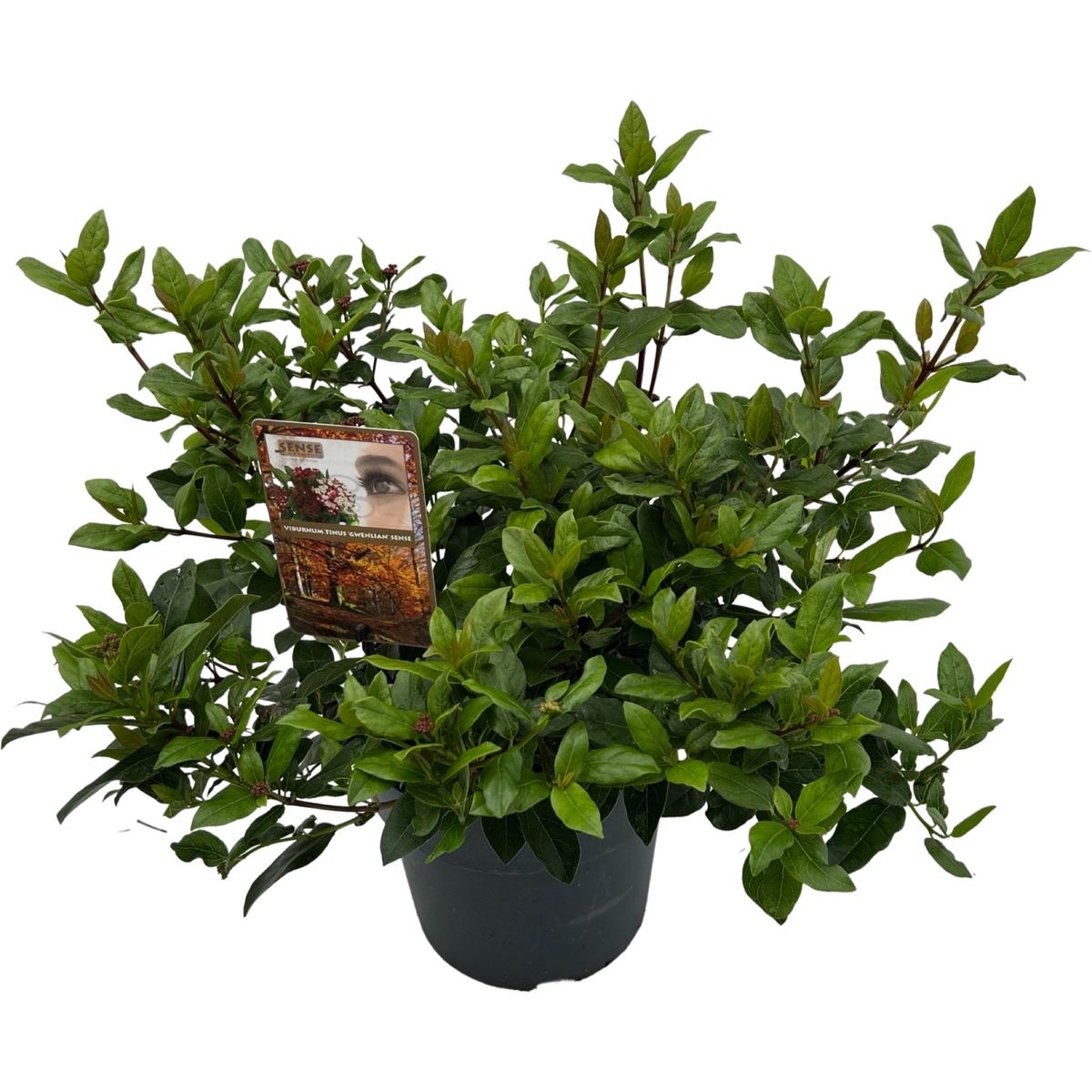 Viburnum tinus 'Gwenllian' — Рослини оптом FlorAccess