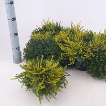 Empetrum nigrum MIX IN POT